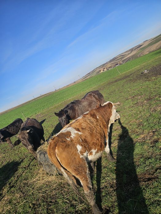 Juninca bălțată romanească