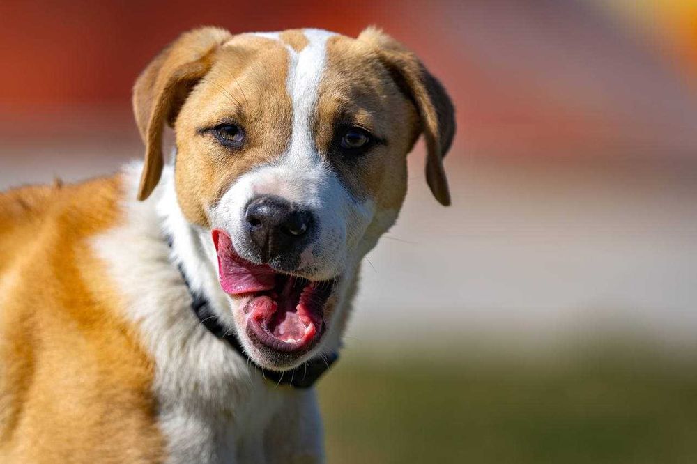 Собака (3 года) в добрые руки