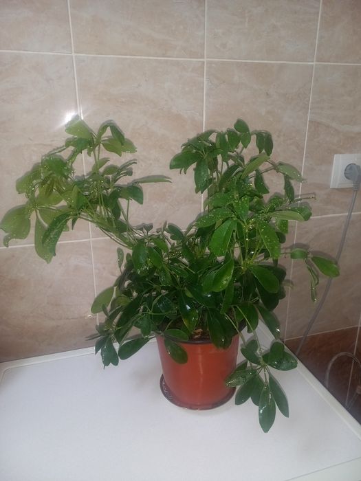 Комнатние растение