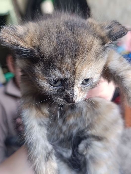 Отдам даром двух котят