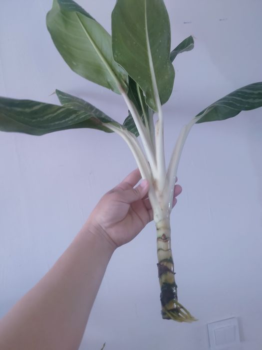 Аглонемалар сатылымда!!!