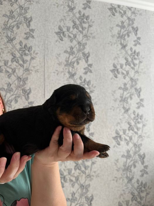 Бронь щенков Ротвейлера