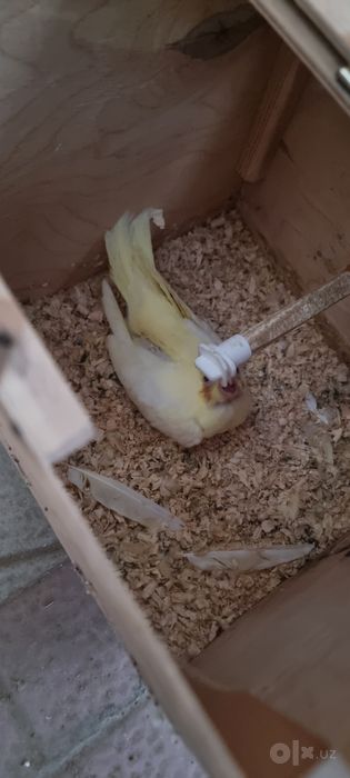 Корелла попугай семья