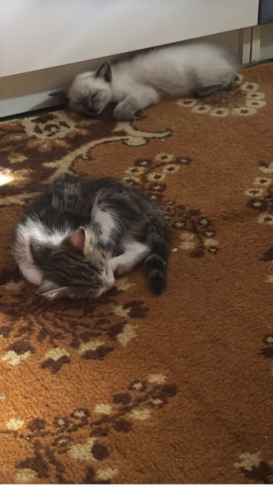 Котята ласковые домашние мальчик и девочка