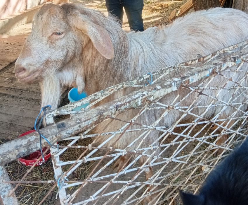 Продается коза Альпийка смешанная с Русской породой