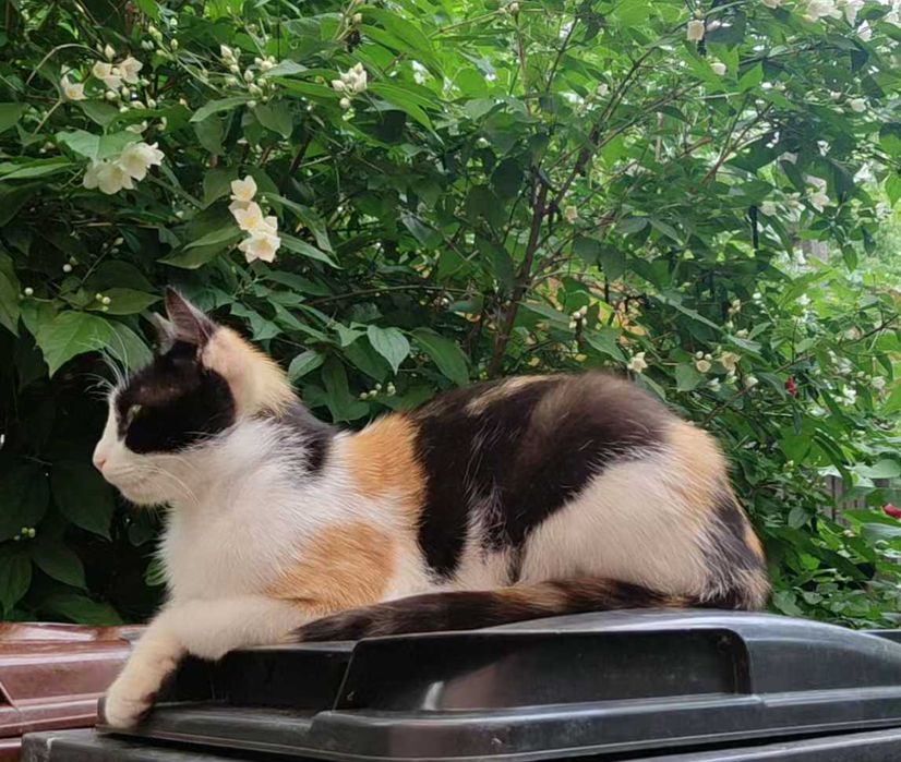 Ofer pt adopție pisica