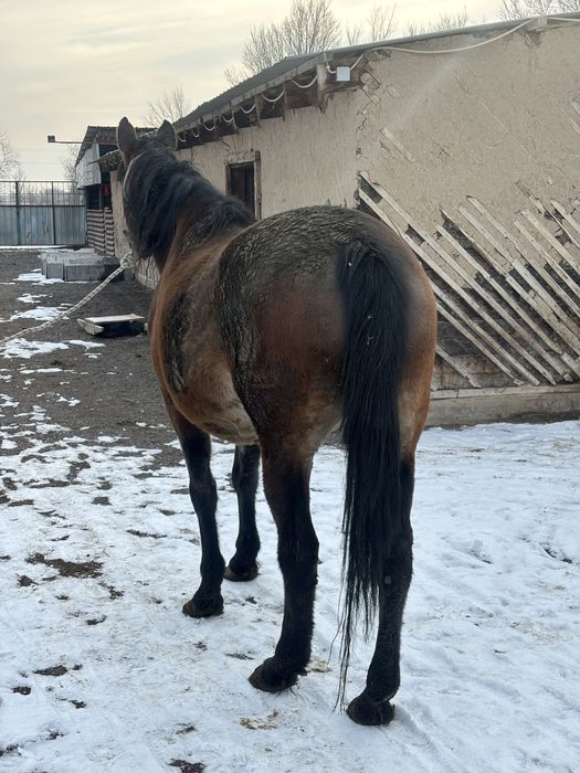 Қысыр бие сатылымда