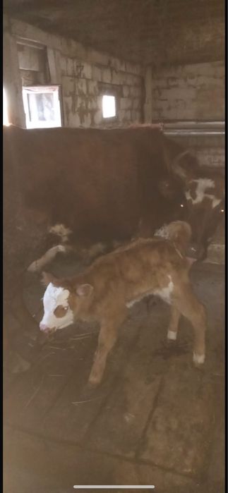 Сйырлар сатылады