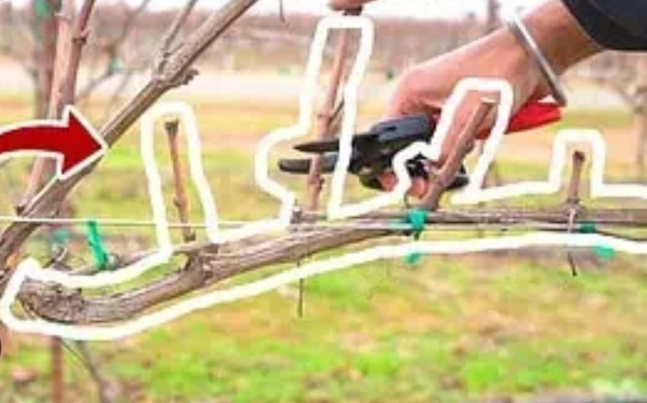 Обрезка винограда