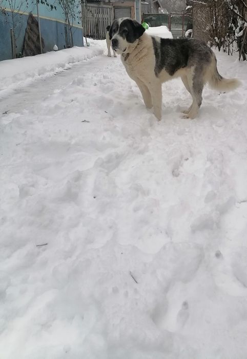 Femela asia centrală