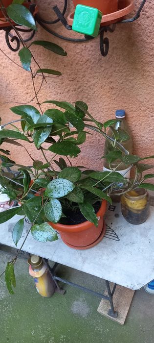 Vând diferite flori