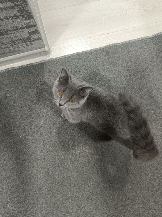 Отдам в добрые руки кошек мальчика и девочку