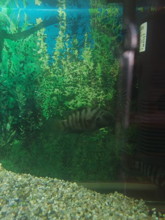 Donez Ciclide Negrofasciatum