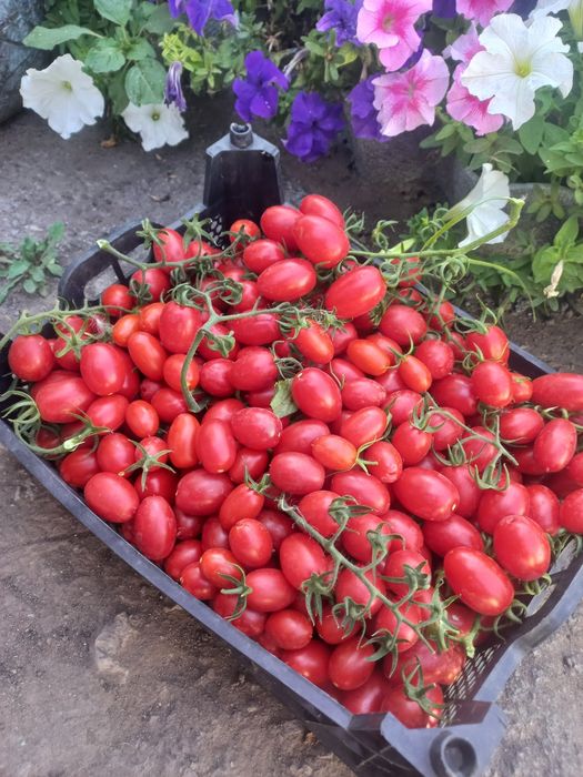 Продам помидоры черри