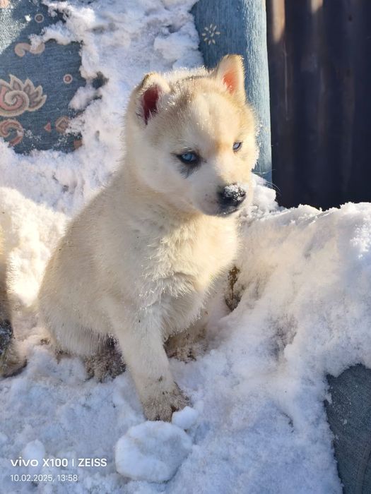 Продам щенков сибирский хаски