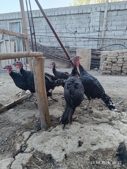 Куркалар сотилади 6 та.