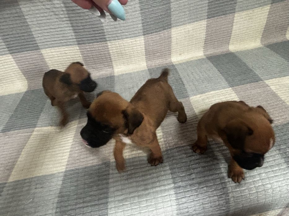 Щенки немецкого боксера