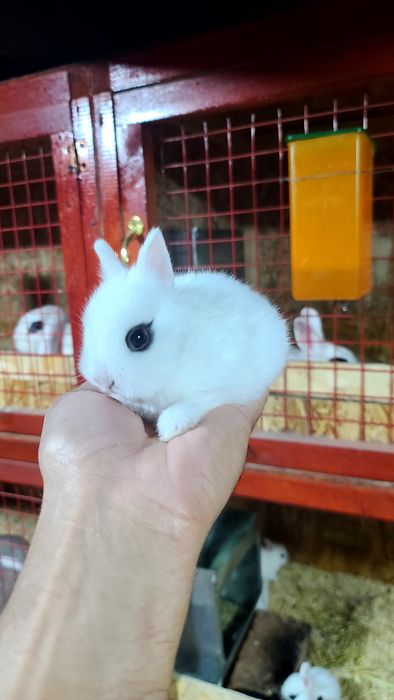 Toza qon karlik xatot