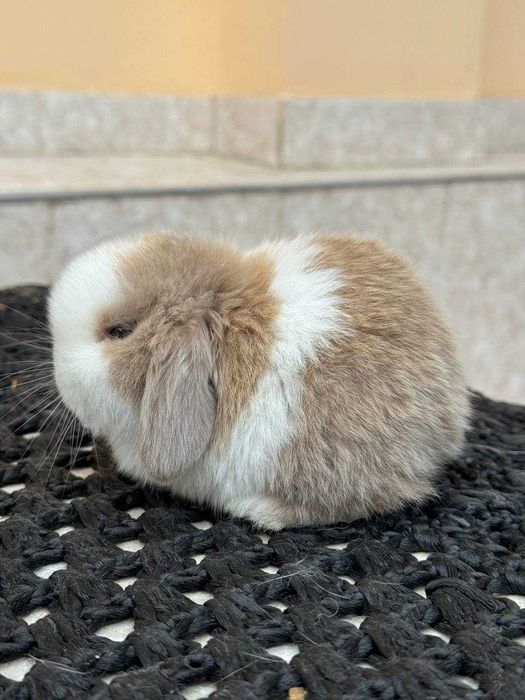 Quyon, Кроллик,Rebbit