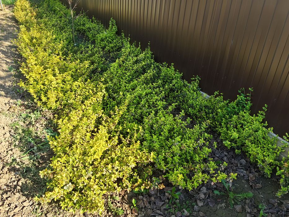 Plante Eounymous Emerald Gold