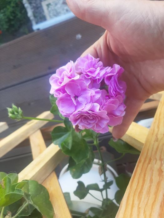 Комнатные растения в ассортименте