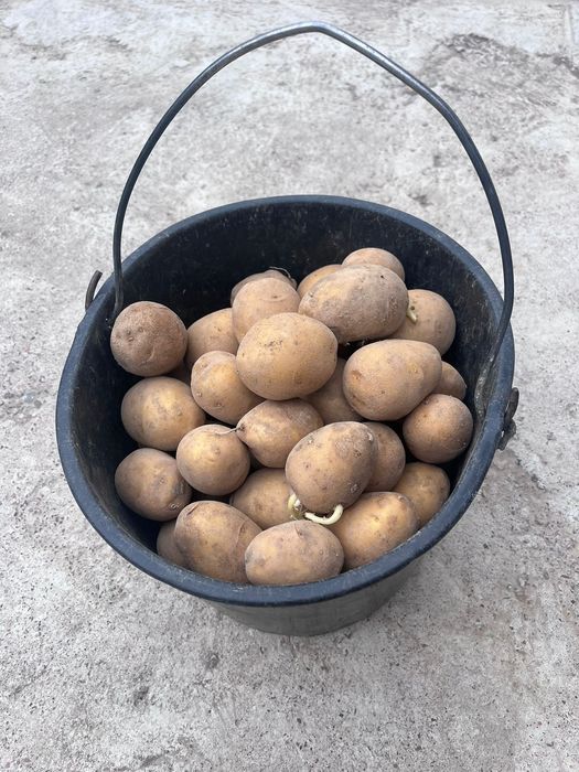 продам картошку на посев