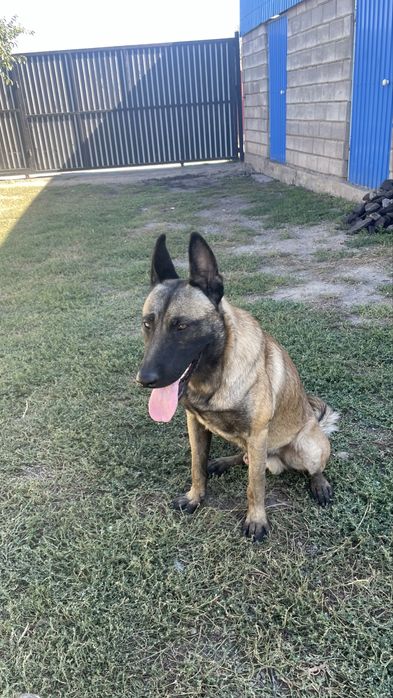 Пропала собака малинуа