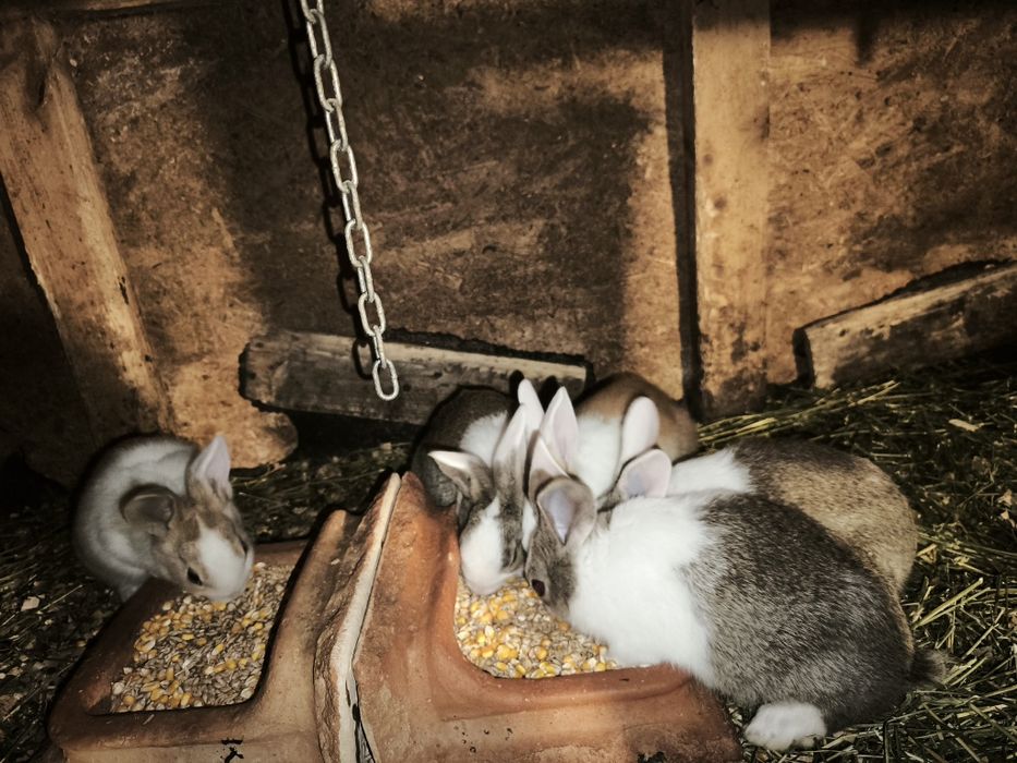 Iepurași hicole.  .