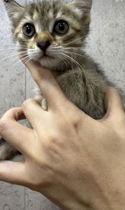 Котята домашние милые