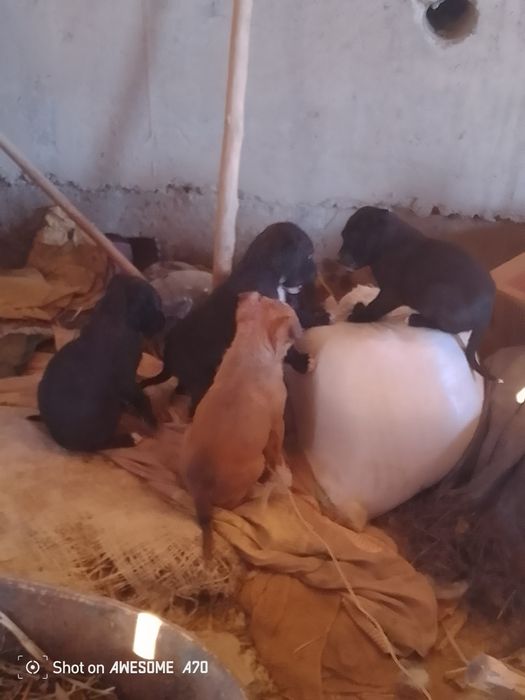 Stafa_bolalari sotiladi