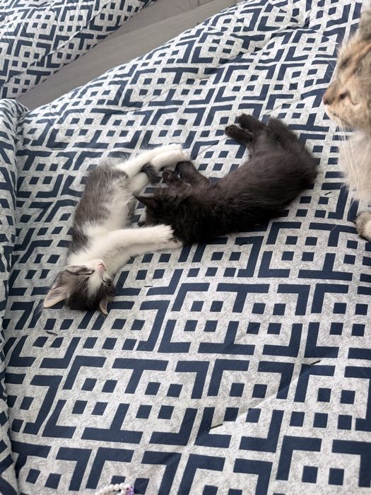Котята срочно нуждаются в заботливых хозяев