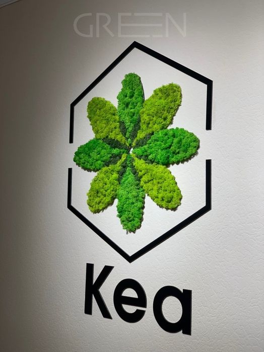 Стабилизированный Мох Фитостены Растения