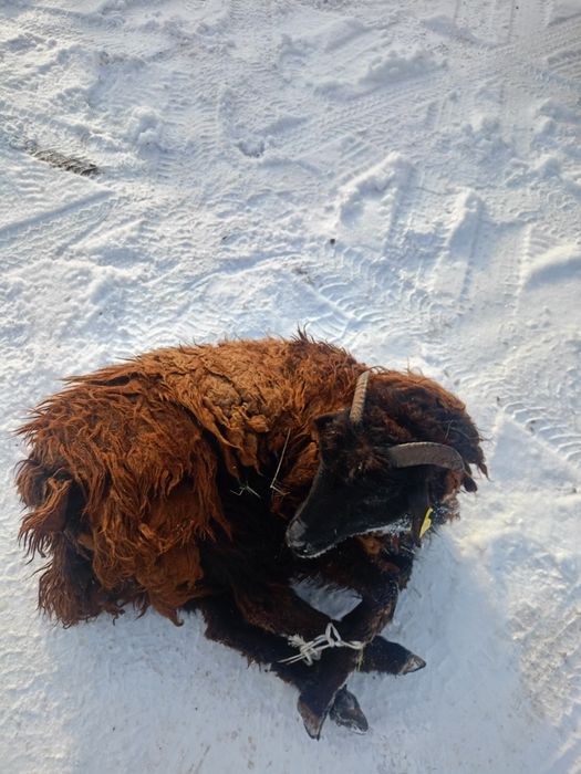 Бараны, токты, кошкарчики жирные