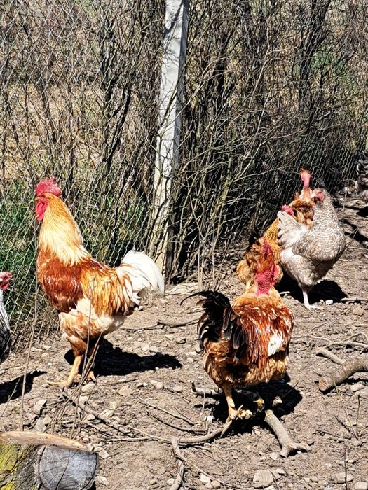 Cocosi crescuti la tara