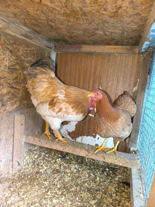 Карликовые куры.