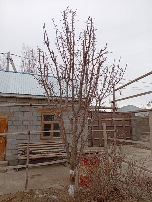 Обрезка плодовых деревьев