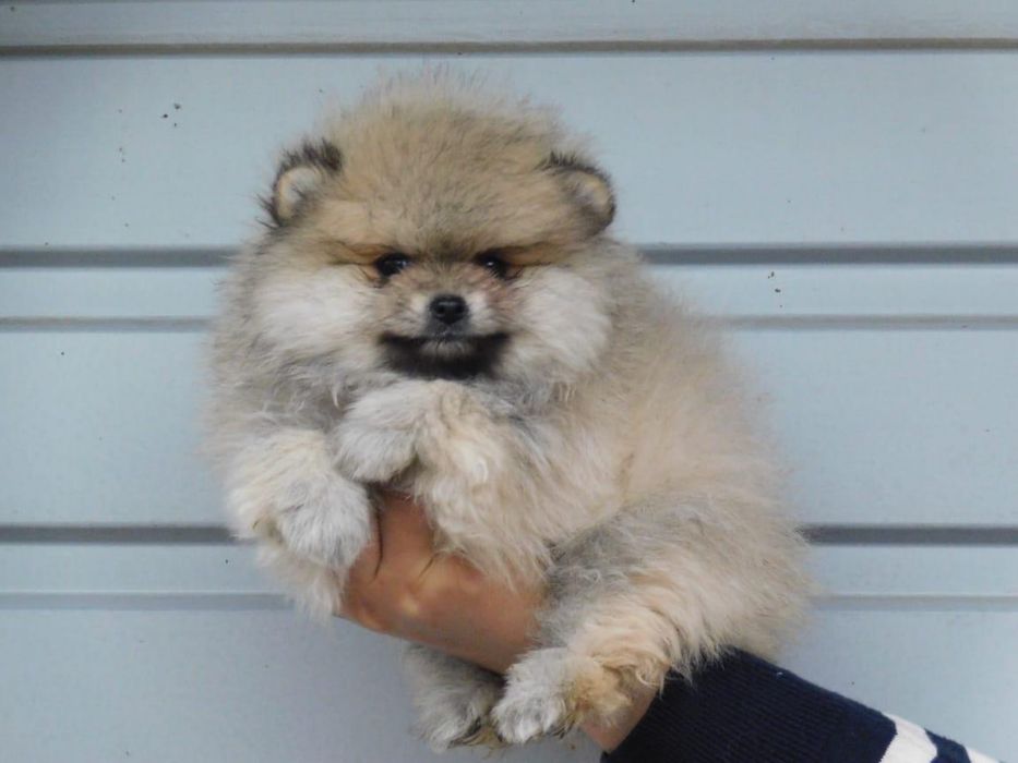 Шпицы девочки и мальчики