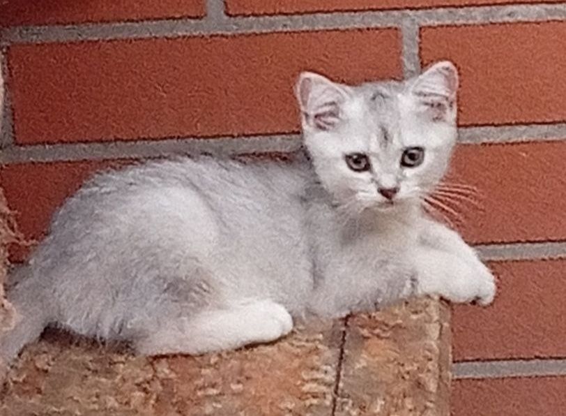 Срочно продаются шотландские котята серебряная шиншилла