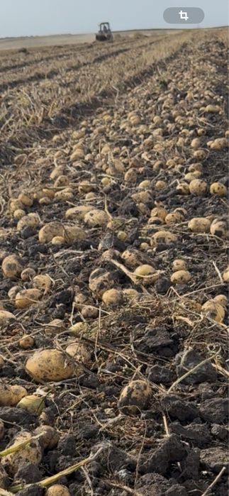 Продам не поливной картофель
