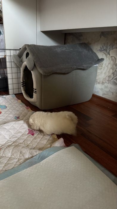 Шпиц девочка Алматы