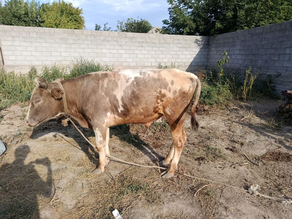 Продам бычка цена 550