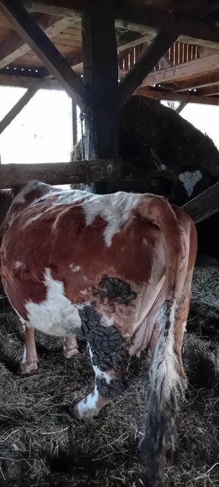 Vând vaca gestantă