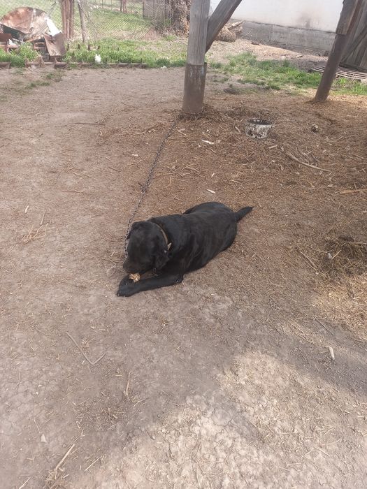 Продам Лабрадора