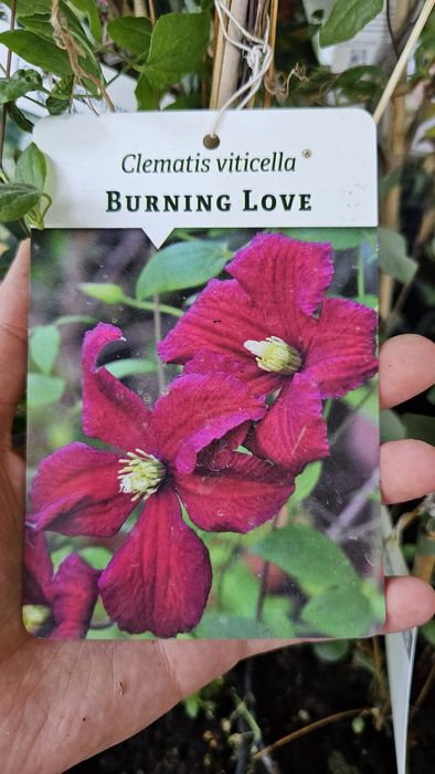 Клематис , саженцы клематиса