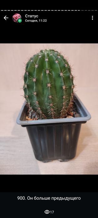 Кактус комнатный цветок