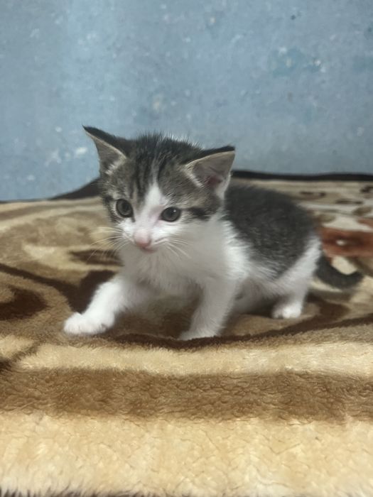 Котенок девочка. В добрые руки