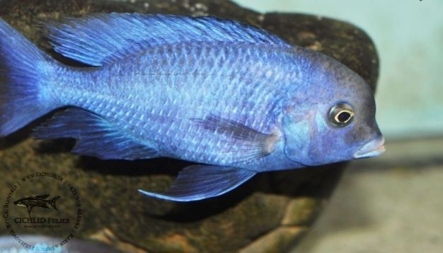 Аквирумни риби африкански цихлиди от езерото Малави