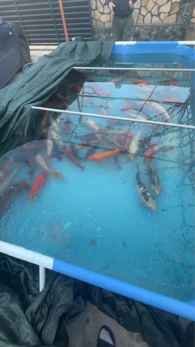 Vand pesti koi aclimatizati