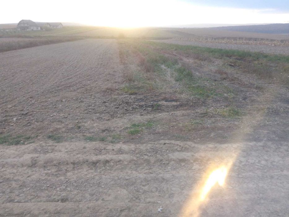 Teren extravilan 49ari