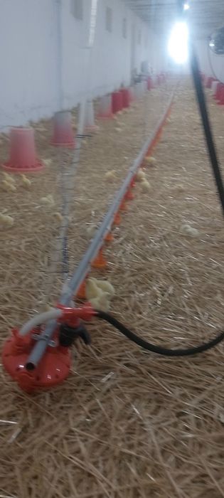 Линия поения для бройлеров